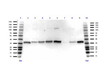 GAPDH Antibody