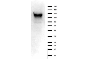 ASAP1 Antibody