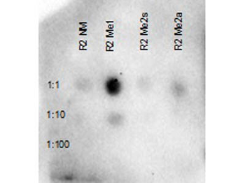 HIST2H3C Antibody