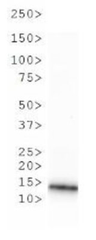 HIST2H3C Antibody