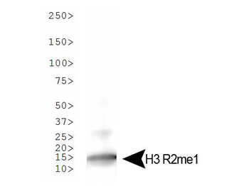 HIST2H3C Antibody