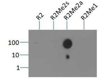 HIST2H3C Antibody