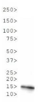 HIST2H3C Antibody