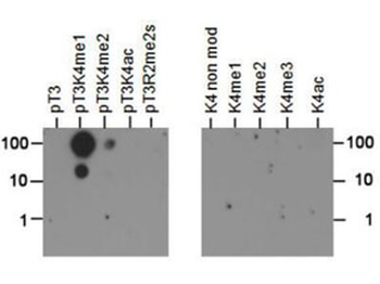 HIST2H3C Antibody