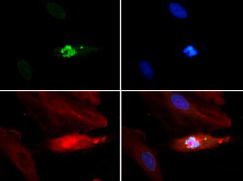 HIST2H3C Antibody