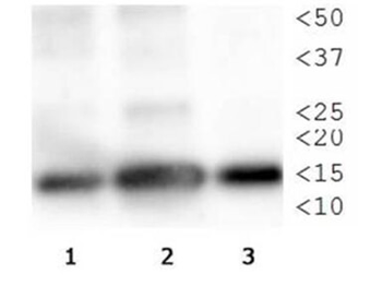 HIST2H3C Antibody