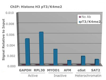HIST2H3C Antibody