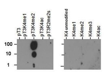 HIST2H3C Antibody