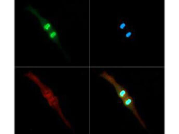 HIST2H3C Antibody