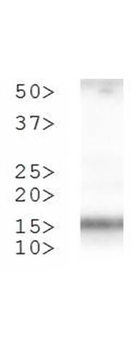 HIST2H3C Antibody