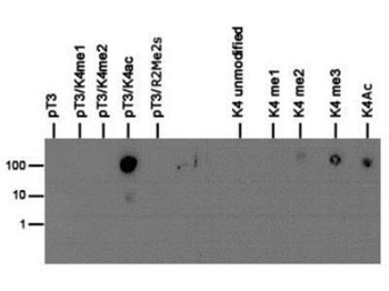 HIST2H3C Antibody