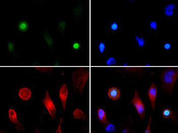 HIST2H3C Antibody