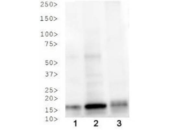 HIST2H3C Antibody