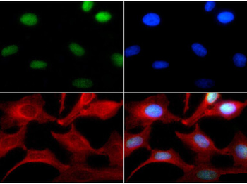 HIST2H3C Antibody