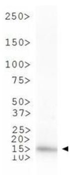 HIST2H3C Antibody
