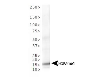 HIST2H3C Antibody