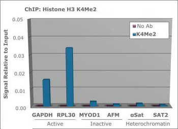 HIST2H3C Antibody