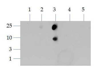 HIST2H3C Antibody