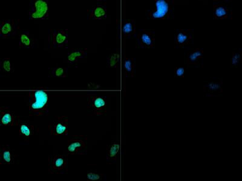 HIST2H3C Antibody