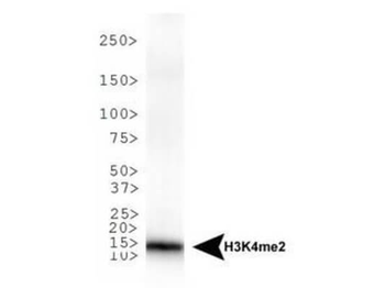 HIST2H3C Antibody