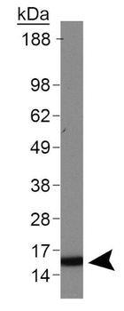HIST2H3C Antibody