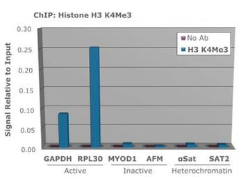 HIST2H3C Antibody