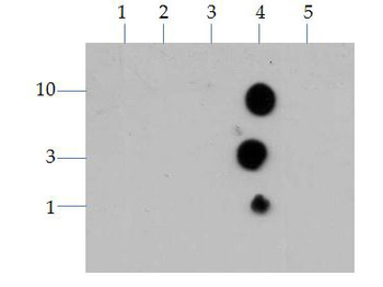 HIST2H3C Antibody