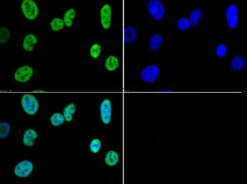 HIST2H3C Antibody
