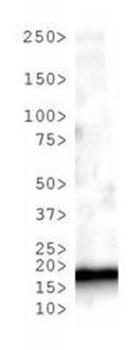 HIST2H3C Antibody