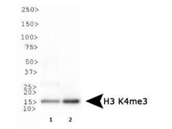 HIST2H3C Antibody