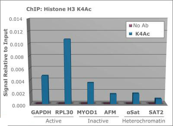 HIST2H3C Antibody