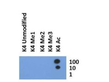 HIST2H3C Antibody