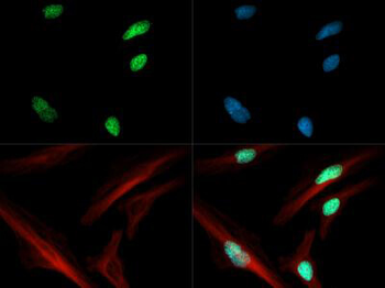 HIST2H3C Antibody