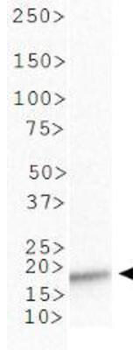 HIST2H3C Antibody
