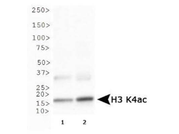 HIST2H3C Antibody