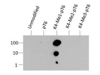 HIST2H3C Antibody
