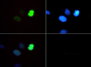 HIST2H3C Antibody