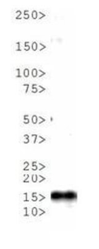 HIST2H3C Antibody