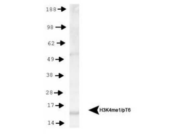 HIST2H3C Antibody
