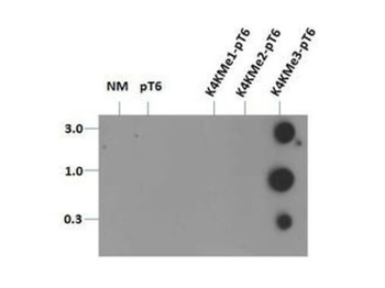 HIST2H3C Antibody