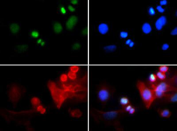 HIST2H3C Antibody