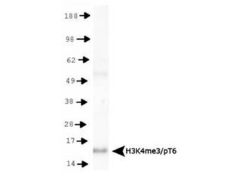 HIST2H3C Antibody