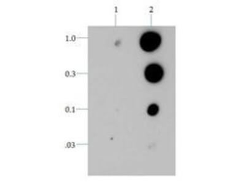HIST2H3C Antibody