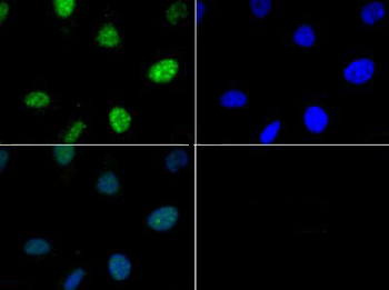 HIST2H3C Antibody