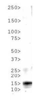 HIST2H3C Antibody