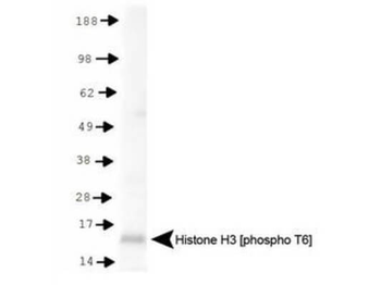 HIST2H3C Antibody
