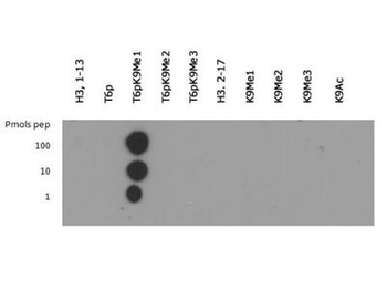 HIST2H3C Antibody