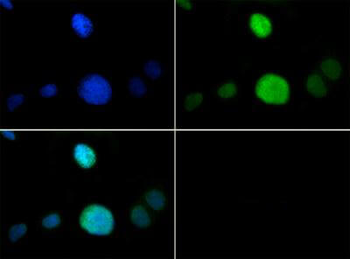 HIST2H3C Antibody