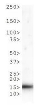 HIST2H3C Antibody