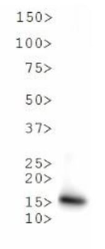 HIST2H3C Antibody